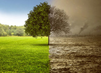 Zagospodarowanie i przetwarzanie terenów i gruntów rewitalizacja terenu