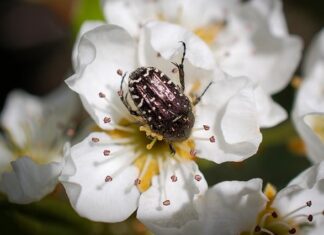 Ile wynoszą wczasy pod gruszą 2023 roku?