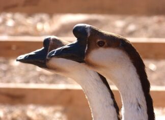 Jak dodać test na Teams?