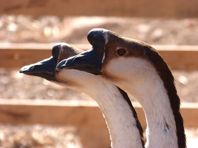 Jak dodać test na Teams? Jak dodać test na Teams?
