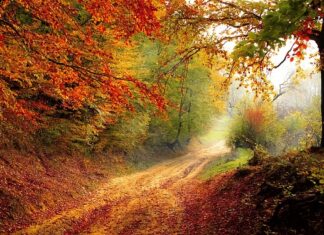 Jak przekazać spadek tylko jednemu dziecku?