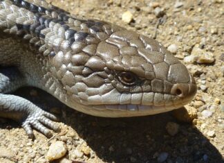 Jak otoczyć się językiem?