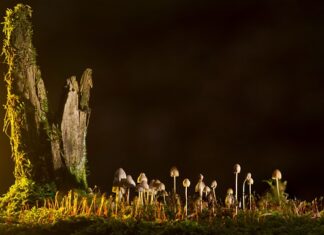 Jakie są rodzaje tłumaczeń?