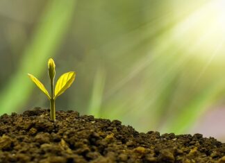 Na czym polega rozwój?