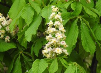 Ile procent z matury żeby dostać się na studia?