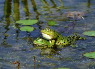 Jak stworzyć własny test?
